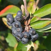 Siyah Aronya Aronia Chokeberry Fidanı (60-100 cm) - 12