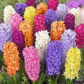 Karışık Sümbül Soğanı (50 adet) thumbnail 1