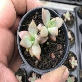 Echeveria Sukulent No 26 (5.5 luk Saksıda) - 3