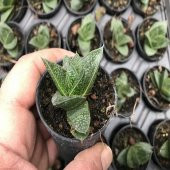 Gasteria Sukulent No 22 (5.5 luk Saksıda) - 1