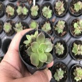 Echeveria Sukulent No 32 (5.5 luk Saksıda) - 1
