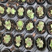 Echeveria Sukulent No 32 (5.5 luk Saksıda) - 2