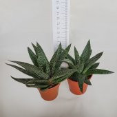Gasteraloe Flow Howarthia Sukulent (5.5 Luk Saksıda) - 1