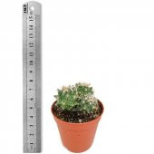 Hamata Cactüs Kaktüs (5.5 Luk Saksıda) - 1