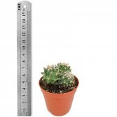 Hamata Cactüs Kaktüs (5.5 Luk Saksıda) - 3