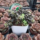 Anacampseros Rufescens Sukulent Özel Çeşit (8.5 Lüks Saksıda) - 2