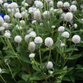 Gomphrena Globosa Beyaz Medine Çiçeği Tohumu(50 tohum) - 1