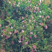 Tüplü Jasminum Beesianum Kırmızı Yasemin Fidanı - 1