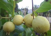 Doğal Sarı Guava Tohumu(10 tohum) - 3