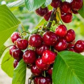 Tüplü Yarı Bodur Bigarreau Gaucher Kiraz Fidanı - 1