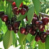 Tüplü Yarı Bodur Octavia Kiraz Fidanı - 10