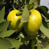 Tüplü Verimli Erkenci Early N Mandalin Fidanı - 5