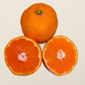 Tüplü Sulu Çekirdeksiz Owari Mandalin Fidanı - 4