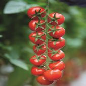 Margol F1(Hibrit) Domates Tohumu (10 tohum) thumbnail 5