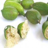 Tüplü Finger Lime Fidanı (10-30 cm) - 8