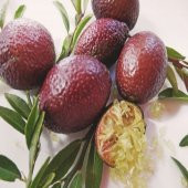 Tüplü Avustralya Blood Lime Limon Fidanı Meyve Verme Durumunda - 7