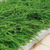Bodur Lonicera Pileata Hanım Eli Fidanı - 8