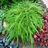 Bodur Lonicera Pileata Hanım Eli Fidanı - 10