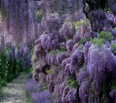 Tüplü Yoğun Kokulu Wisteria Sinensis Mor Salkım Fidanı (30-50 CM) 10 adet - 6