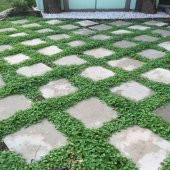 Dona Dayanıklı Dichondra Repens Fare Kulağı Tohumu(1000 gram) - 1