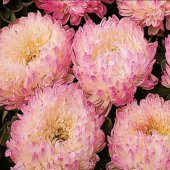Paeony Duchesse Apricot Pompon Aster Çiçeği Tohumu (50 tohum) - 1
