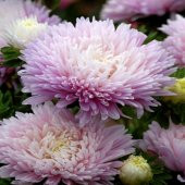 Pompon Rose Aster Çiçeği Tohumu(50 tohum) - 5