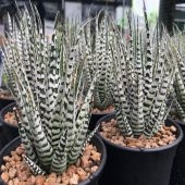 Haworthia Fasciata Alba Sukulent (7.5 Luk Saksıda) - 3