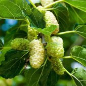 Tüplü Çekirdeksiz Ayaş Dut Fidanı Meyve Verme Yaşında (120-180 cm) thumbnail 1