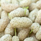 Tüplü Çekirdeksiz Ayaş Dut Fidanı Meyve Verme Yaşında (120-180 cm) thumbnail 2