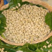 Tüplü Çekirdeksiz Ayaş Dut Fidanı Meyve Verme Yaşında (120-180 cm) thumbnail 3