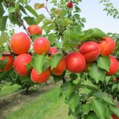 Yarı Bodur Zaiges Red Kırmızı Kayısı Fidanı (5 adet) - 10