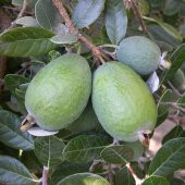 Tüplü Kaymak Ağacı Feijoa Fidanı (9 luk Saksıda 10 adet) - 9
