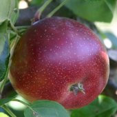 Tüplü Yarı Bodur Mayhoş Arapkızı Elma Fidanı thumbnail 4