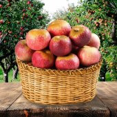 Tüplü Yarı Bodur Mayhoş Arapkızı Elma Fidanı thumbnail 7