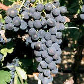 Tüplü Çok Erkenci Prima Üzüm Fidanı - 4