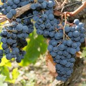 Tüplü Çok Erkenci Prima Üzüm Fidanı - 5