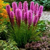 Purple Rose  Liatris Çiçeği Tohumu(40 tohum) - 1