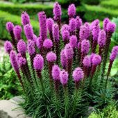 Purple Rose  Liatris Çiçeği Tohumu(40 tohum) - 2