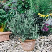 Saksılık Şifalı Blue Winter Biberiye Bitkisi Fidanı  9 Luk Saksıda - 1