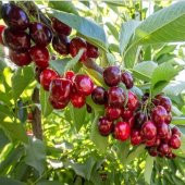 Tüplü Yarı Bodur Premier Giant İri Meyveli Erkenci Kiraz Fidanı - 4