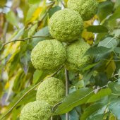Tüplü Nadir Bulunan Maclura pomifera Yalancı Portakal (Ayı Portakalı) Fidanı - 3