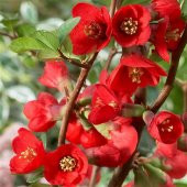 Tüplü Japanese Quince (chaenomeles-japonica) Japon Ayvası Fidanı - 5