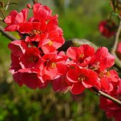 Tüplü Japanese Quince (chaenomeles-japonica) Japon Ayvası Fidanı - 8