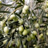 Tüplü Kırmalık Çizmelik Akhisar Uslu Zeytin Fidanı - 6