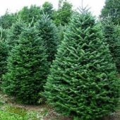 Abies Nordmanniana Göknar Ağacı Tohumu (20 Tohum) - 7