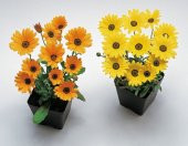 Sarı Golden Yellow Afrika Papatyası Çiçeği Tohumu(30 tohum) thumbnail 5