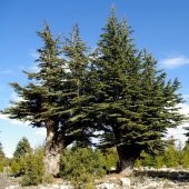 Juniperus Oxycedrus Katran Ağacı Toros Sediri Tohumu (20 tohum) - 1