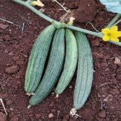 Black Kantarcı Acur Tohumu (50 adet) - 5