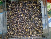 Kara Lahana Tohumu 100 Gr Ücretsiz Kargo - 1