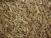 İthal Çim Tohumu 500 Gr Ücretsiz Kargo - 1